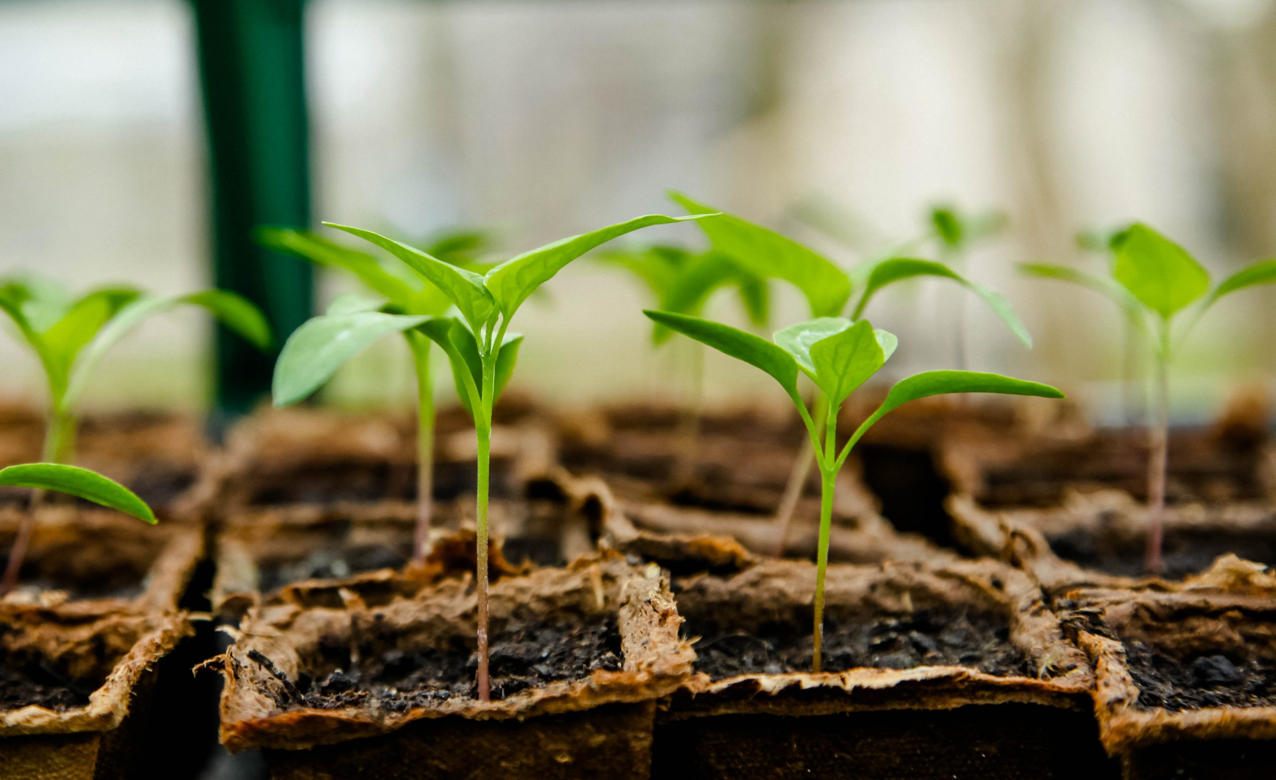 Seedling