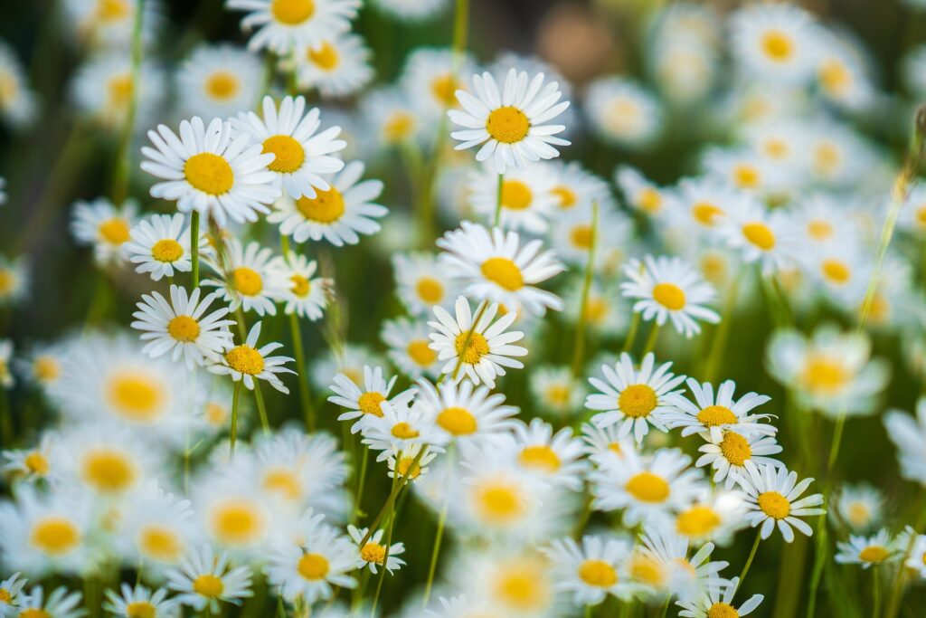 Gänseblümchen als Wildkraut für die DIY-Naturkosmetik
