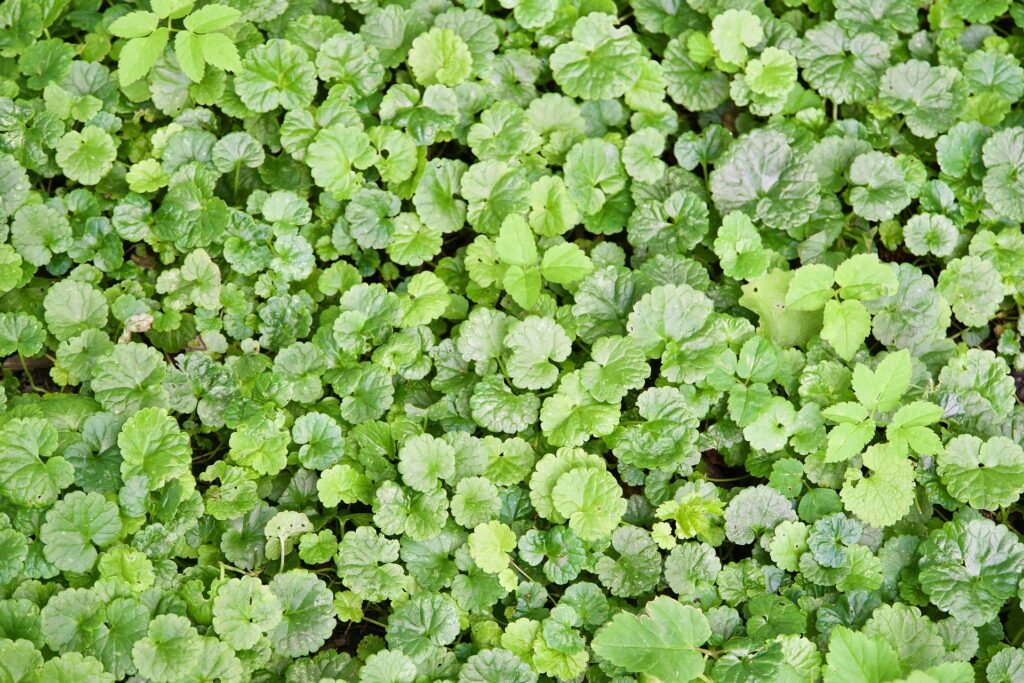 Gundermann als Wildkraut für die DIY-Naturkosmetik